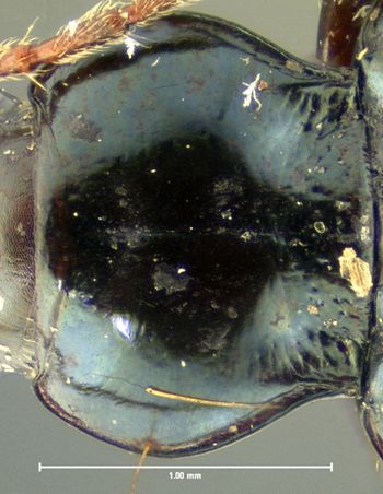 Media type: image;   Entomology 16287 Aspect: pronotum dorsal